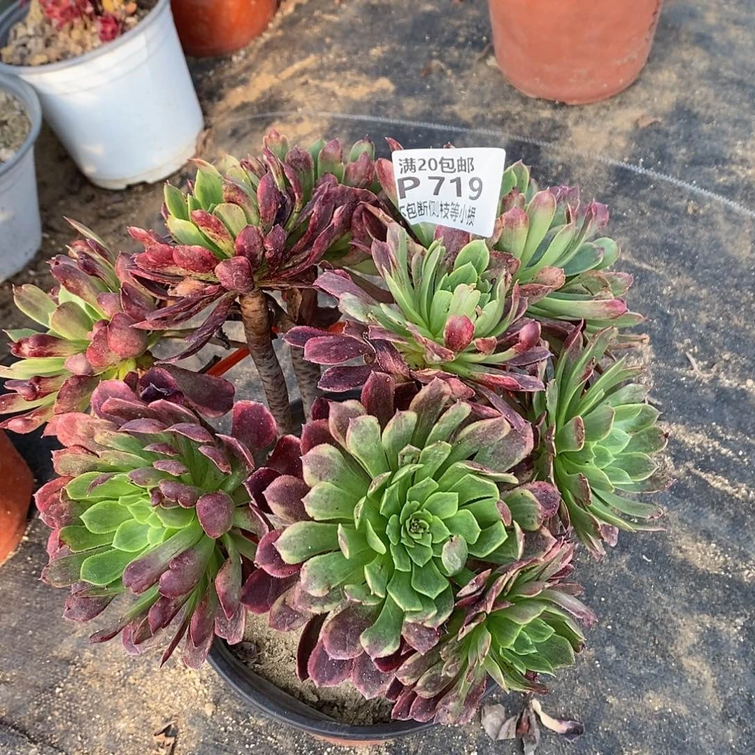 719嘉年华多肉法师锦