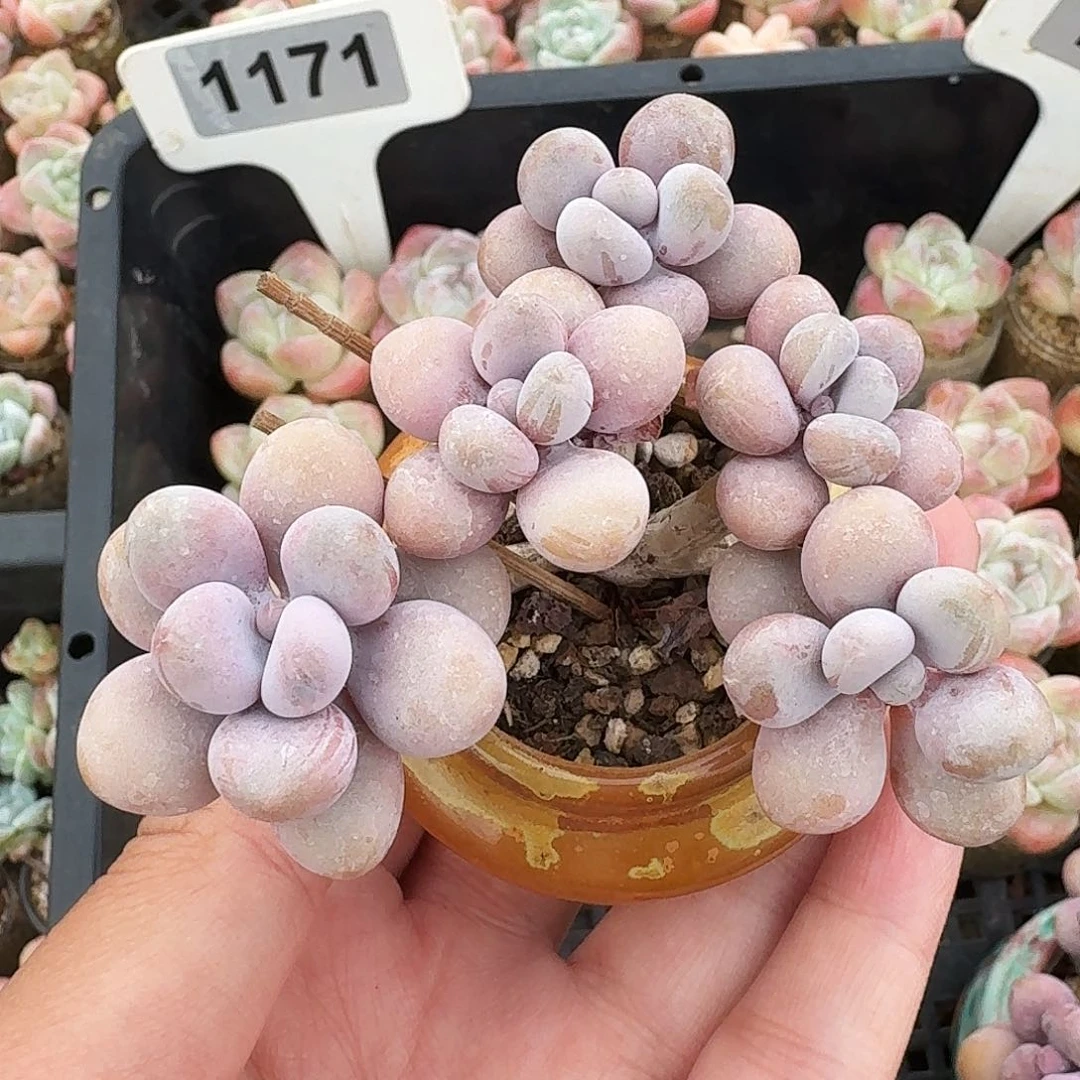 老桩桃蛋带瓷盆发货