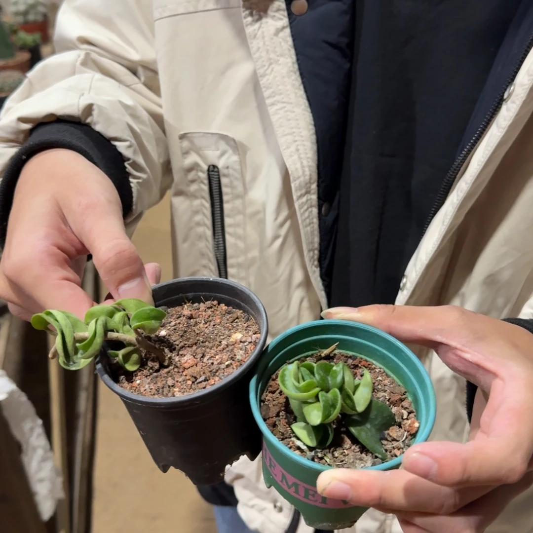 卷叶球兰俩颗带盆带土