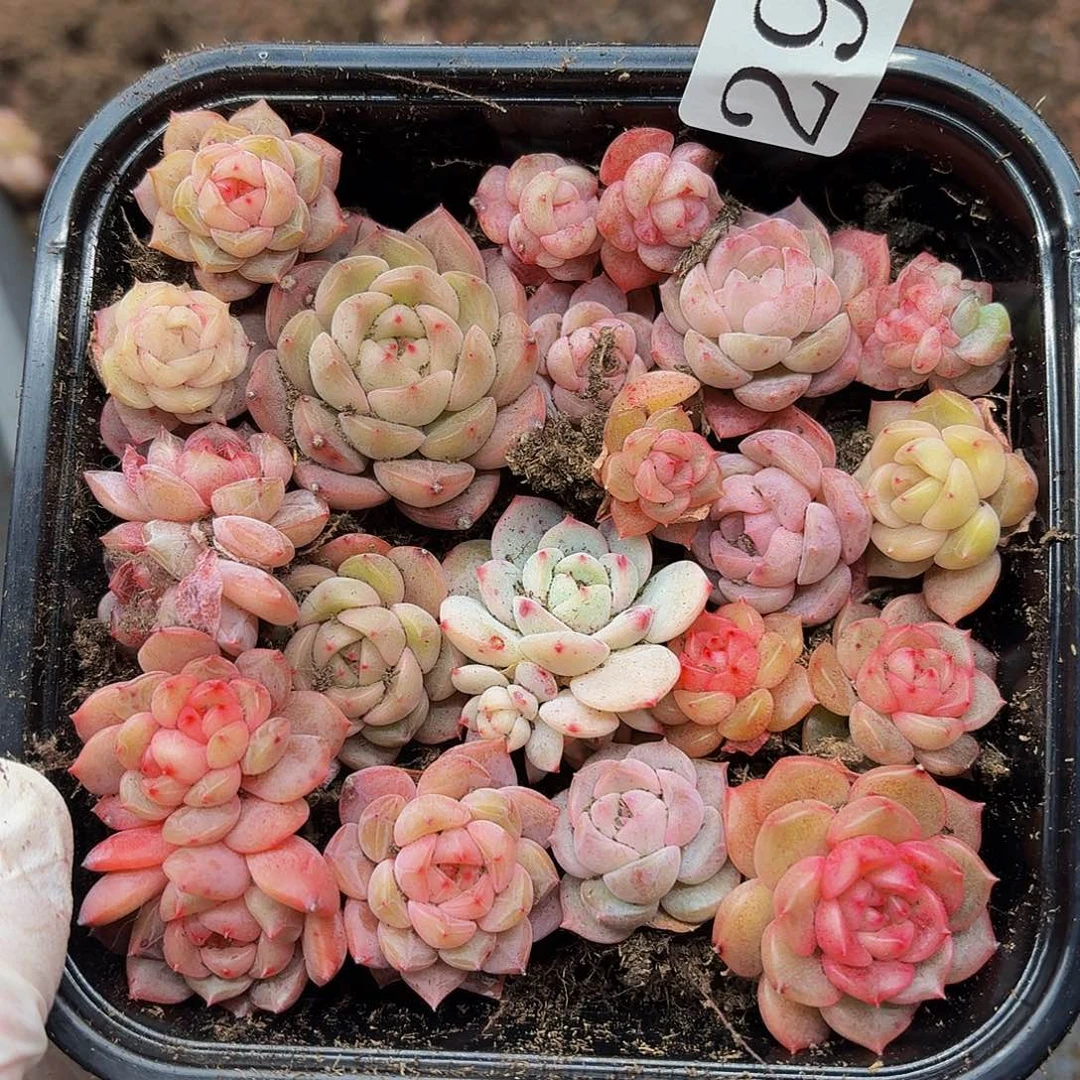 多肉植物多肉植物299