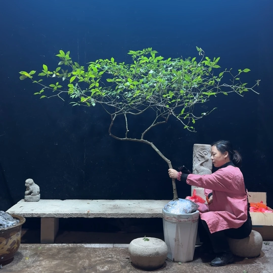 涂***装完全开放栀子生桩一物一拍