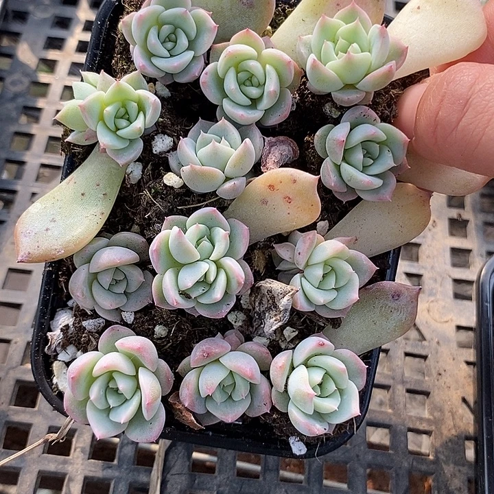 一盒黄甜心t10小苗12颗左右