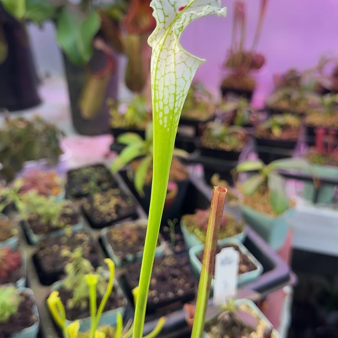 ****醒完全开放白飓风超级白