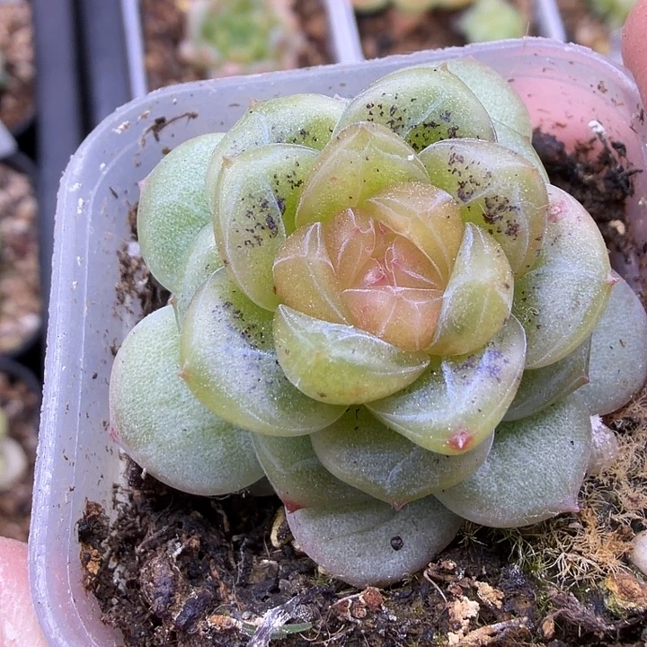 青柠4公分盆口单头