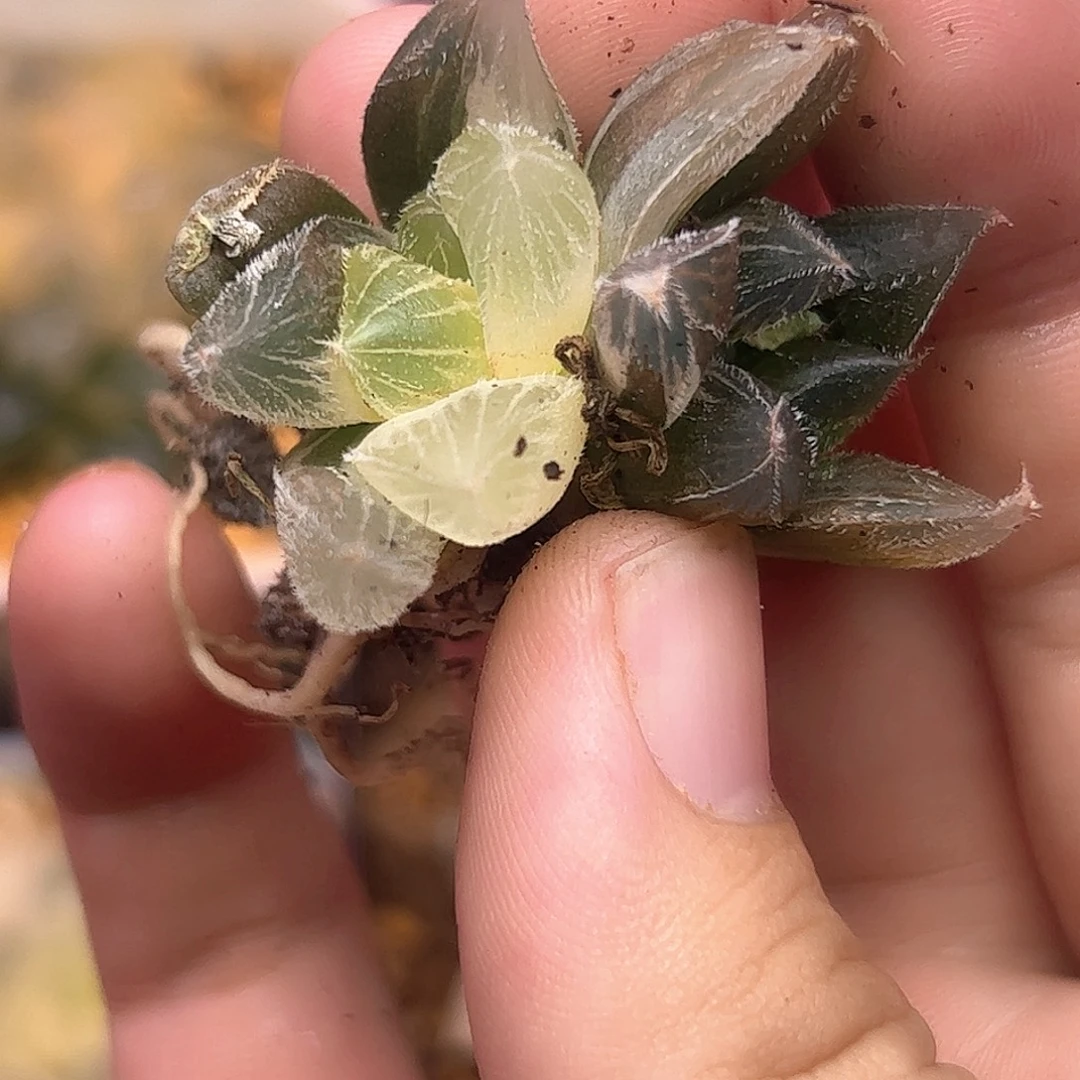 糊斑292新叶糊斑十二卷