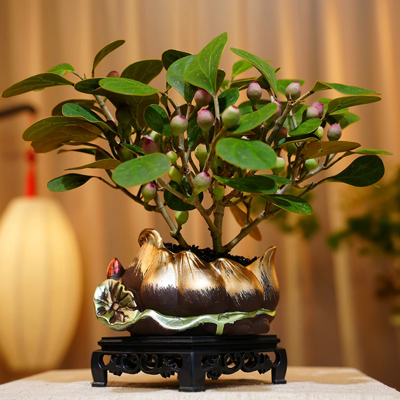 （带果)小盼菩提树植物盆栽好养室内书房办公室绿植新中式茶桌盆栽