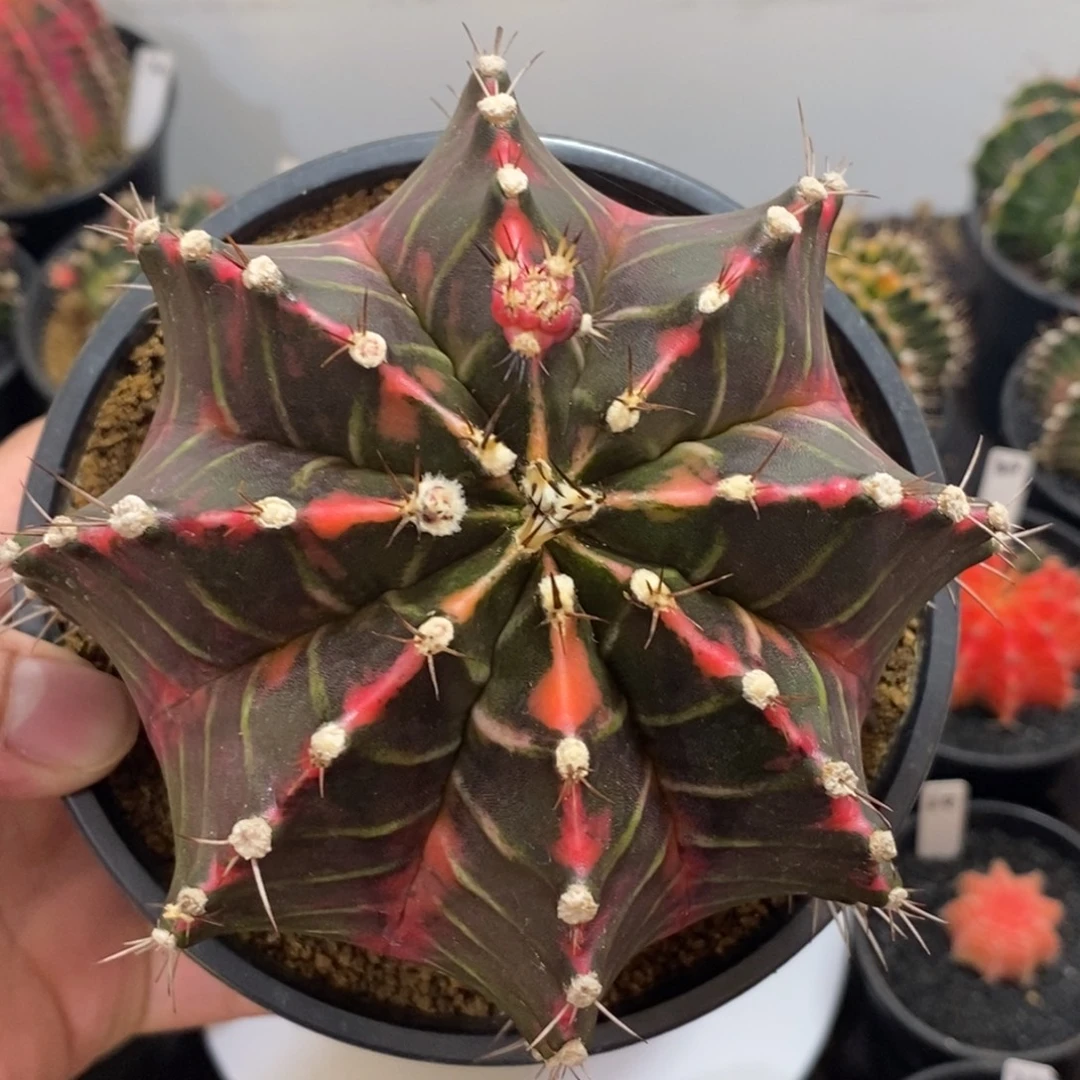 超大泰系全品米哈—带盆土发货23