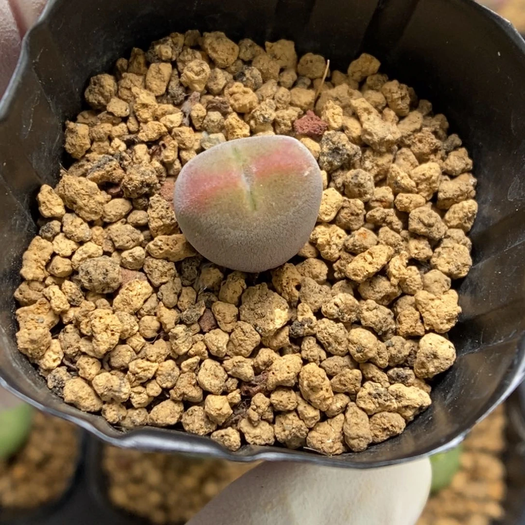 多肉植物肉锥杂交K-4336
