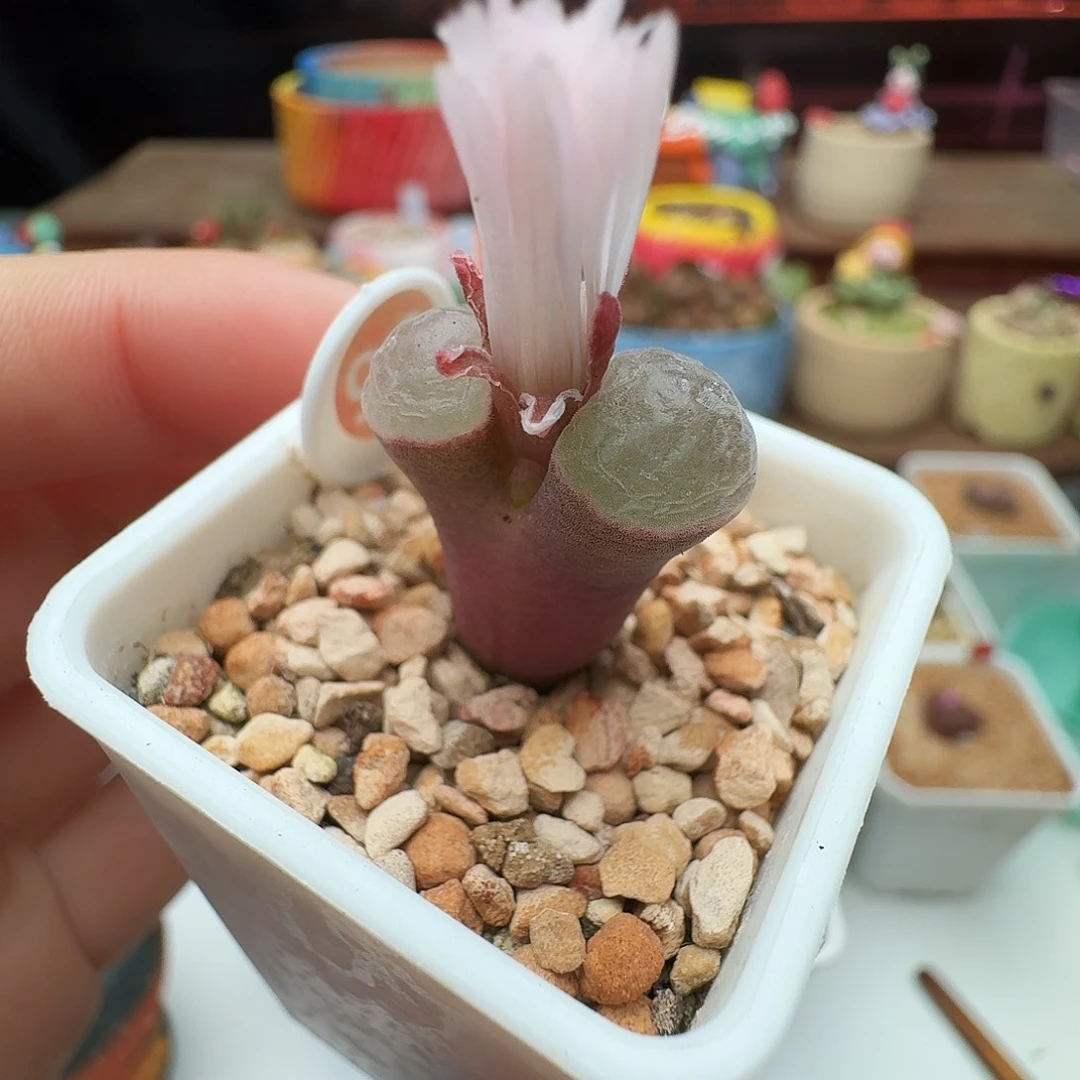 多肉植物福利风铃雪花磁铁96