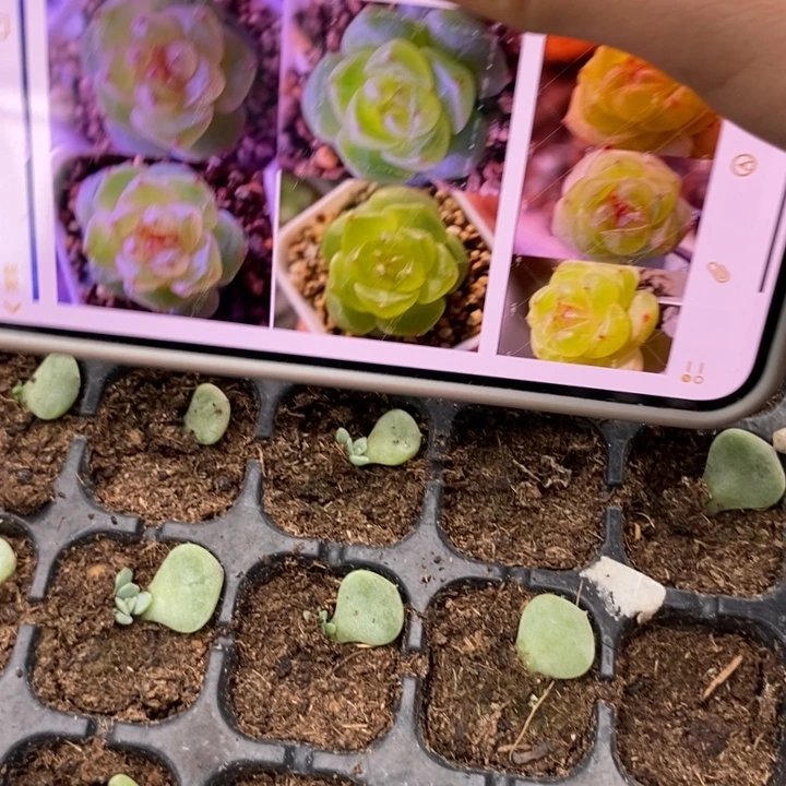 甜心628芽苗一个量拍