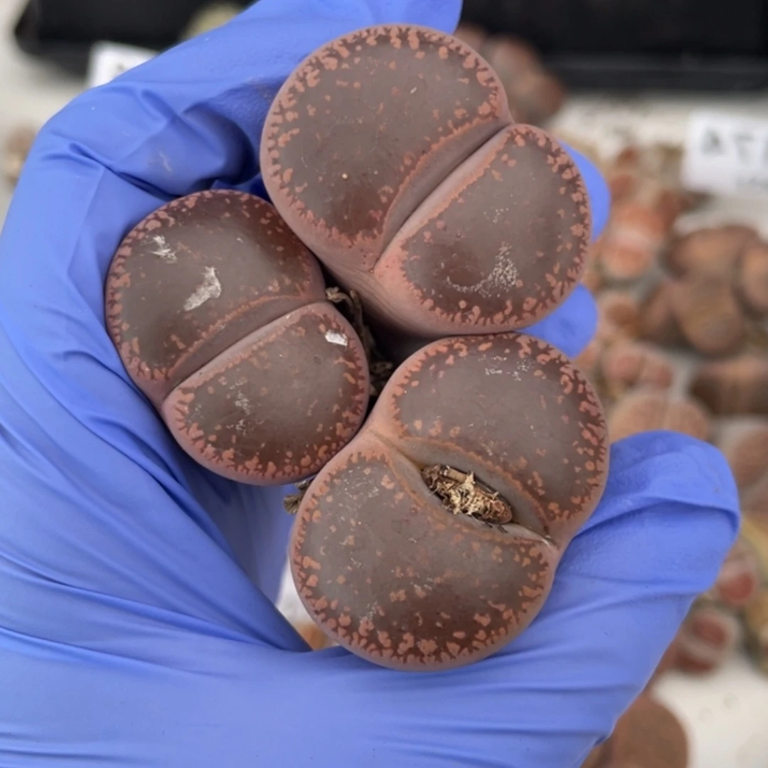 非偏远满20包邮181