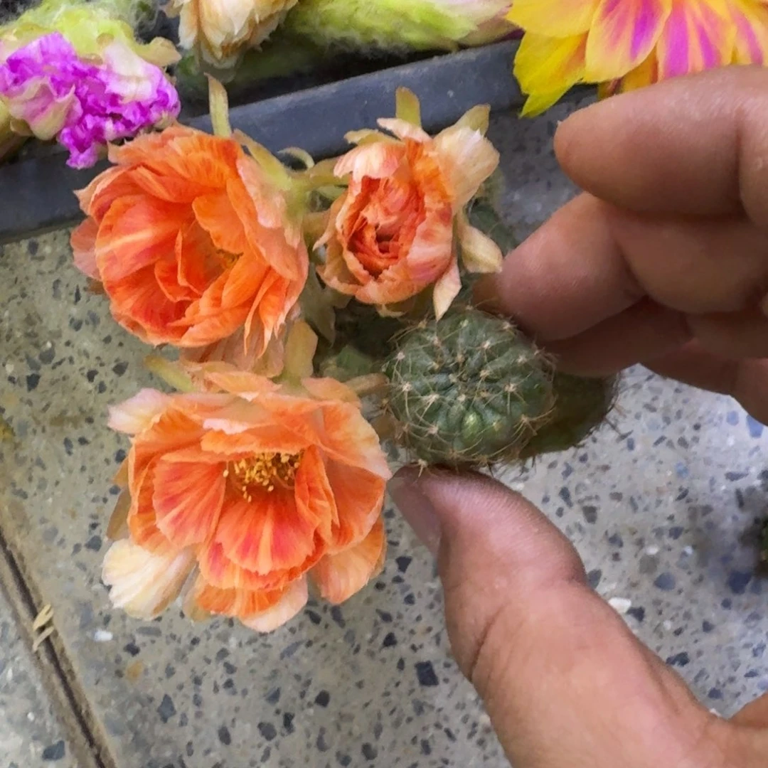 29丽花21歪3公分左右无根侧牙，20包邮