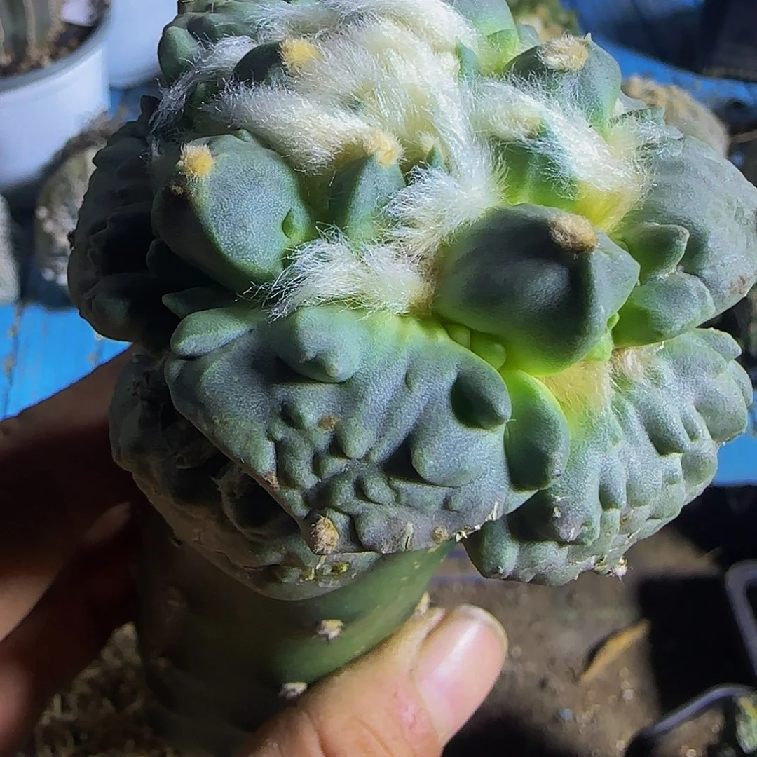 瘤尤丸叶怒涛般53