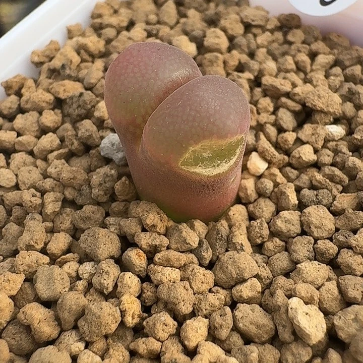 泡*啊189......多肉........