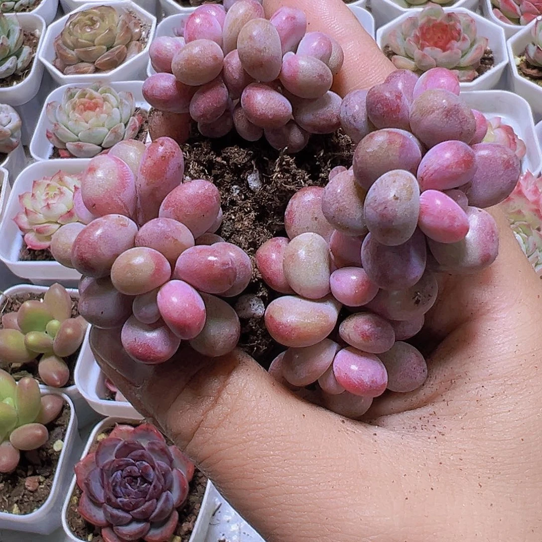 双头糖果桃蛋5个19包邮