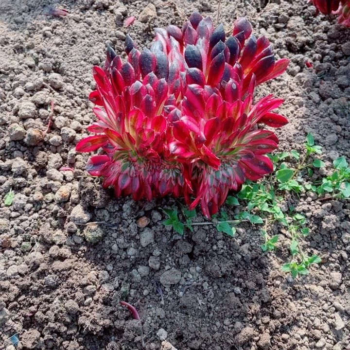 黑铜超白锦缀化地里发货