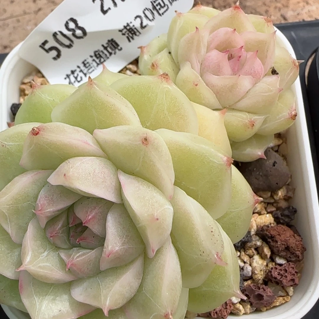 花语逸镜0208-508