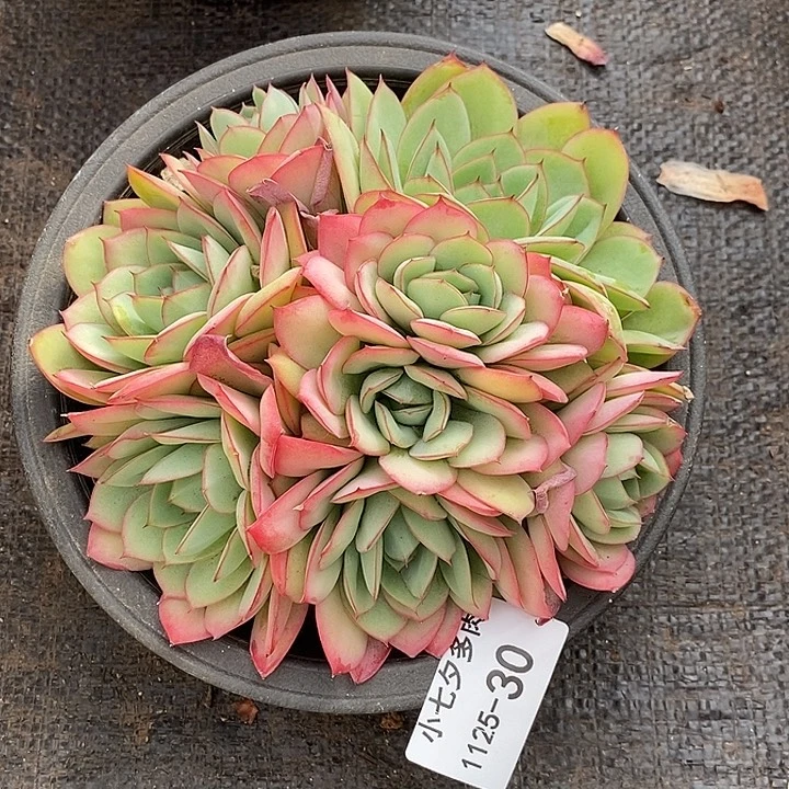 小七夕多肉牡丹亭30