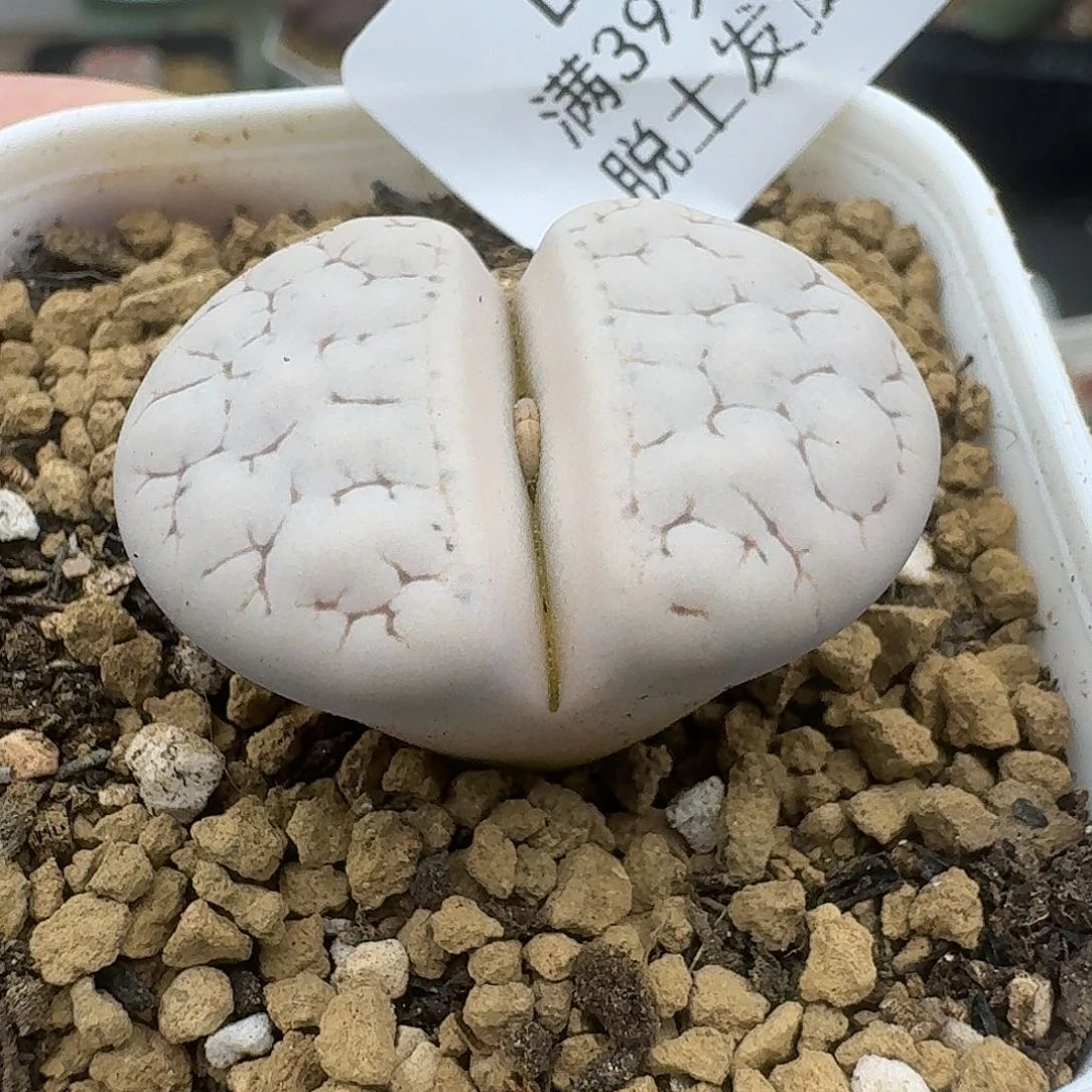 831多肉哈哈哈哈哈哈哈