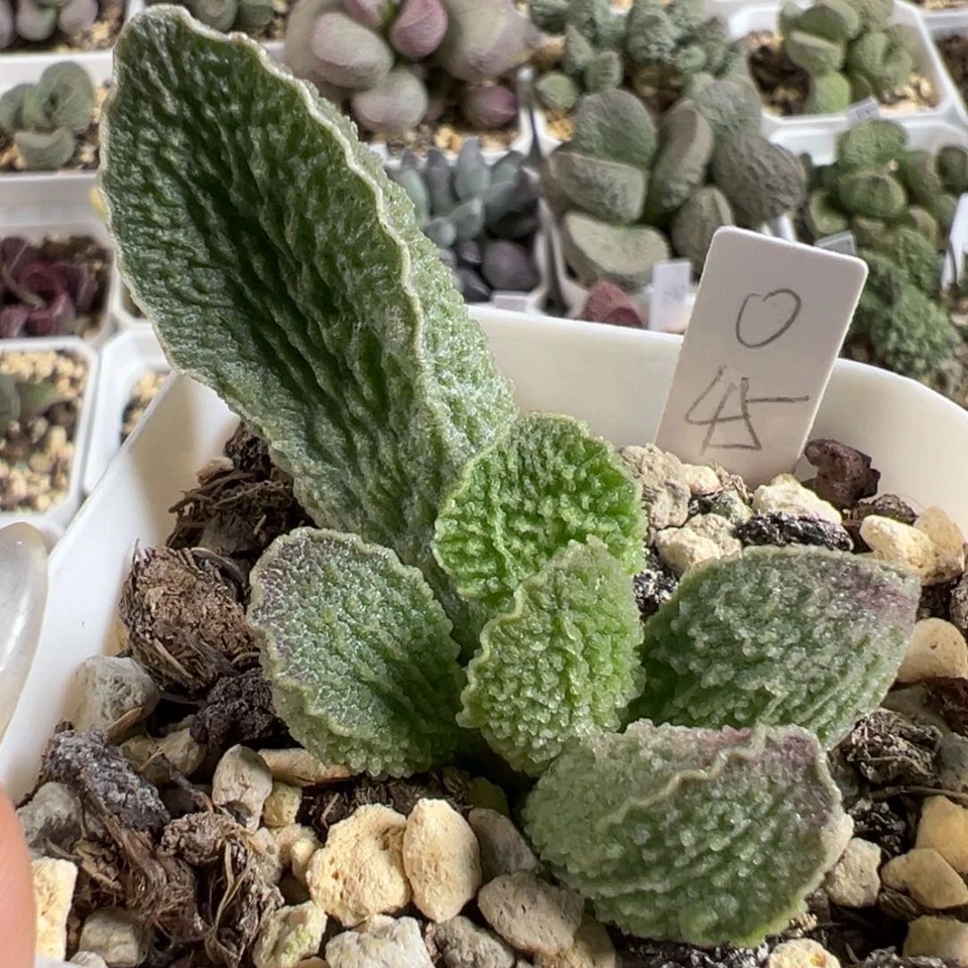 实生新品大苗多肉植物水泡多肉植物