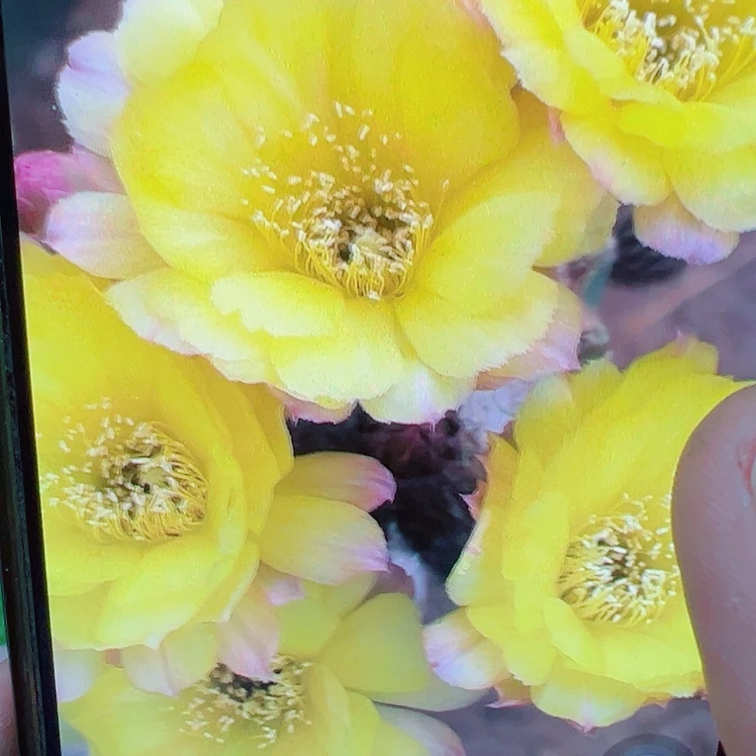 丽花黄牡丹 侧芽 满 20米包邮