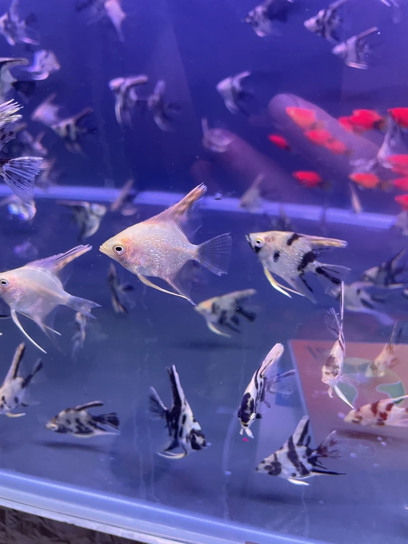熊猫燕金顶燕神仙鱼热带淡水观赏鱼活体