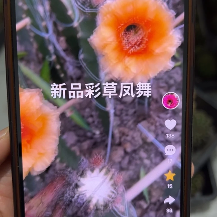无花朵无根彩草歪凤舞