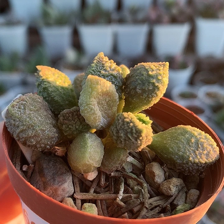 A7664 –专拍专拍专拍