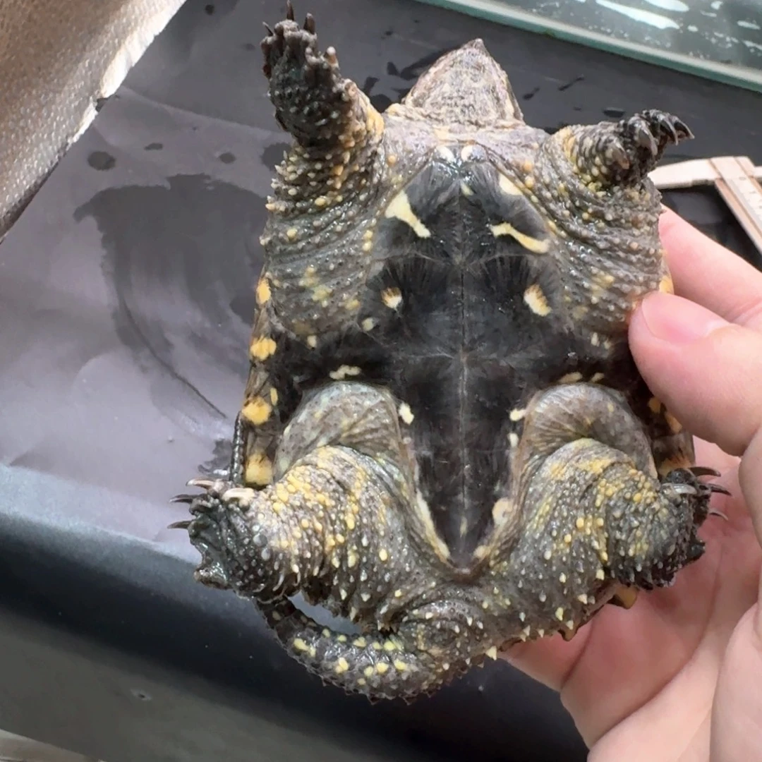 小鳄龟不分公母44