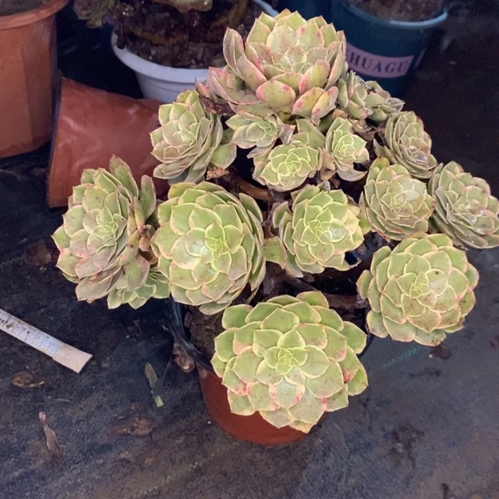 粉花妖多肉植物034