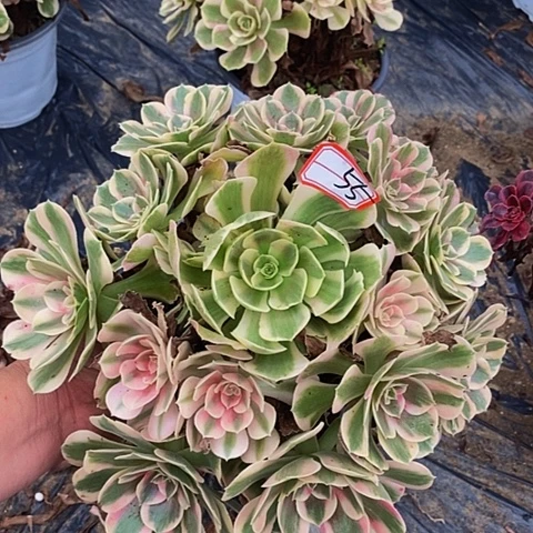 布加迪老桩哦哈捧花55号