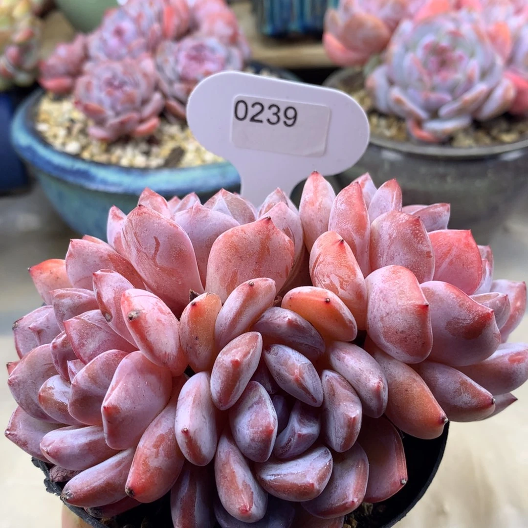 粉底紫心239/12cm4头