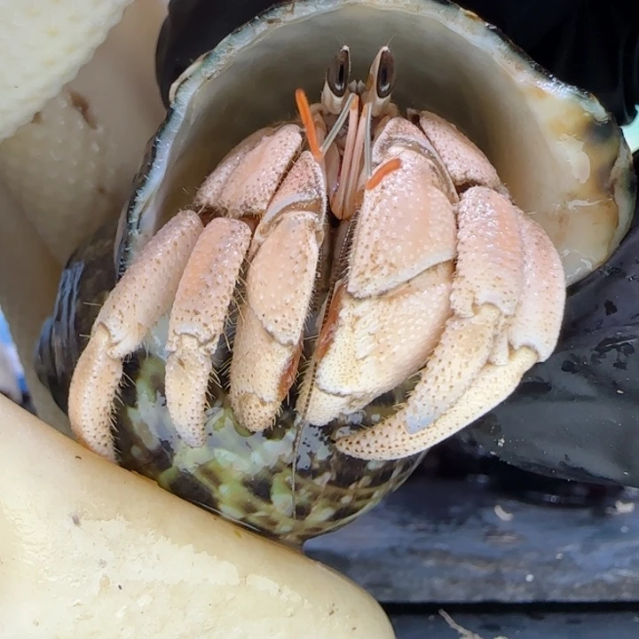 A45香槟金 灰白2.1cm口径