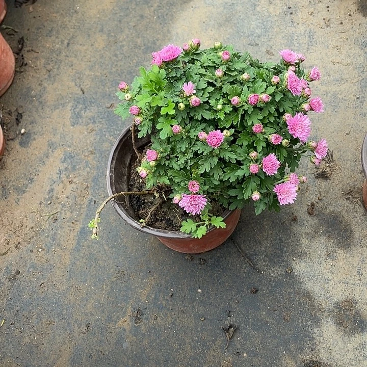 傅***珊无花朵菊花菊花菊花菊花家