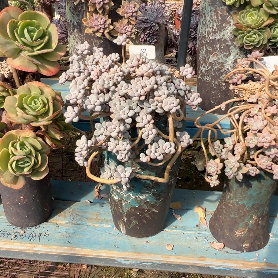 精品艾伦妖桩 裸肉