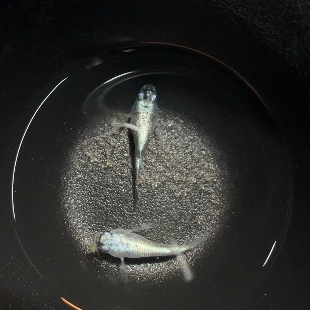 青鳉鱼018白银海王星球