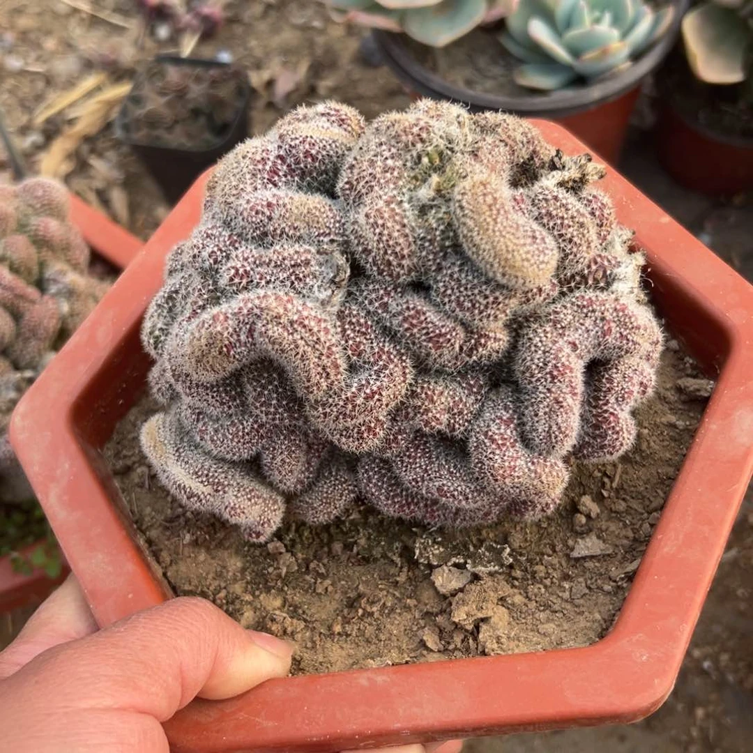 多肉植物多肉植物