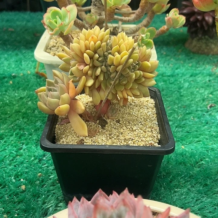 璀璨缀化，，，，，，，，，，