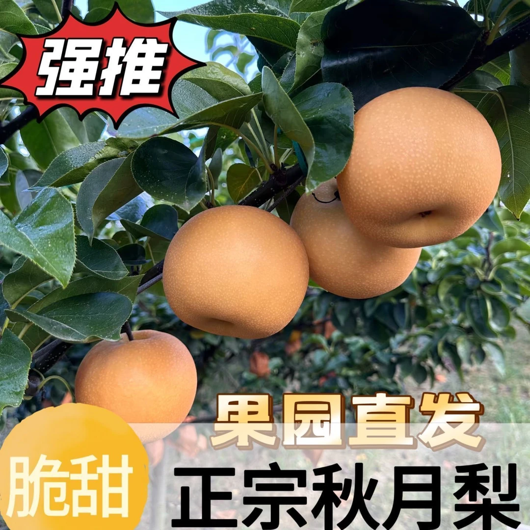 2025秋月梨冰糖梨当季新鲜水果多汁脆甜4.5-5斤装山东省