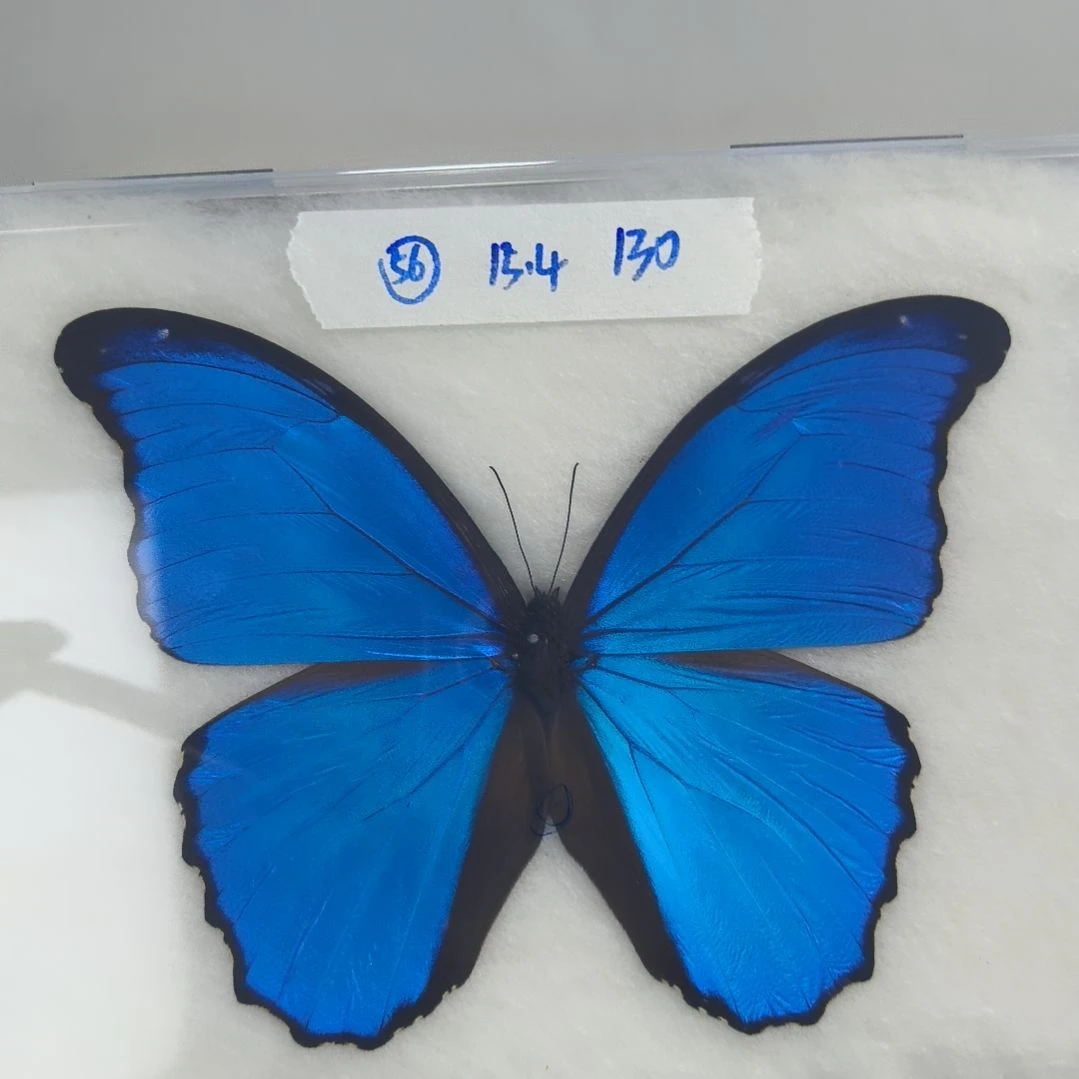 真蝴蝶标本一物一拍56号
