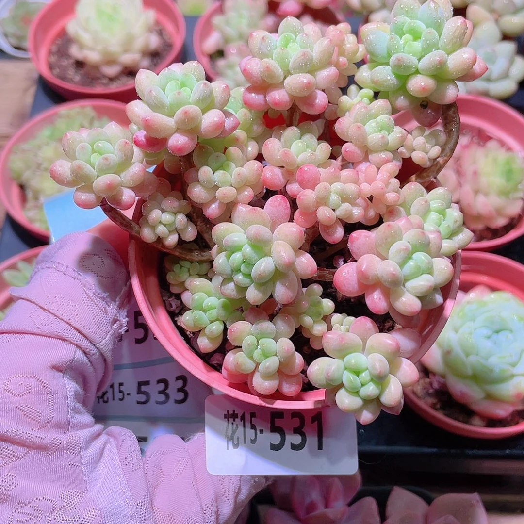 花利美15-531洛可可