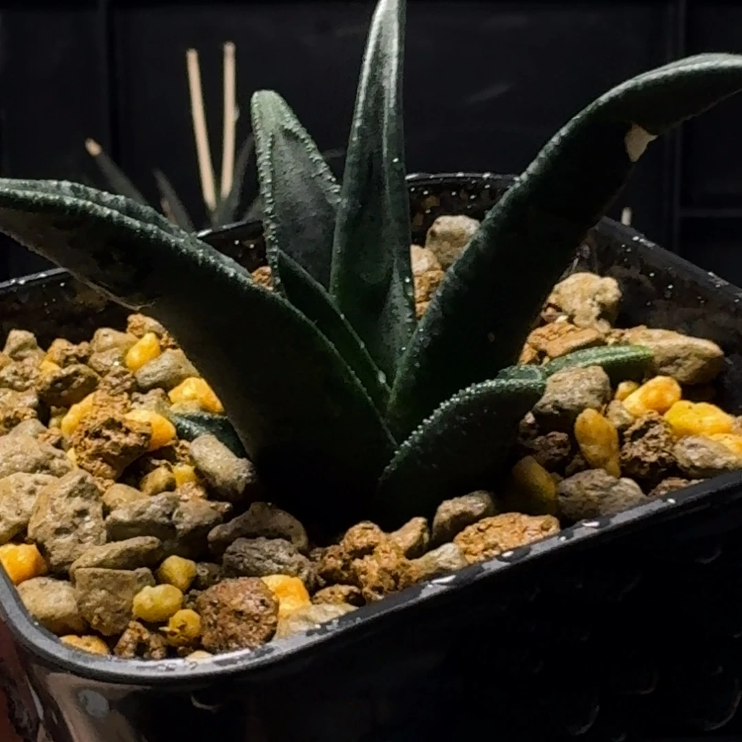 2***691wms024索帝达哈哈哈