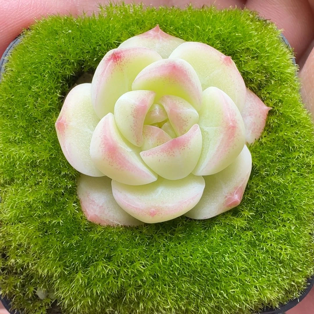 白底粉边线糖心仅此一颗