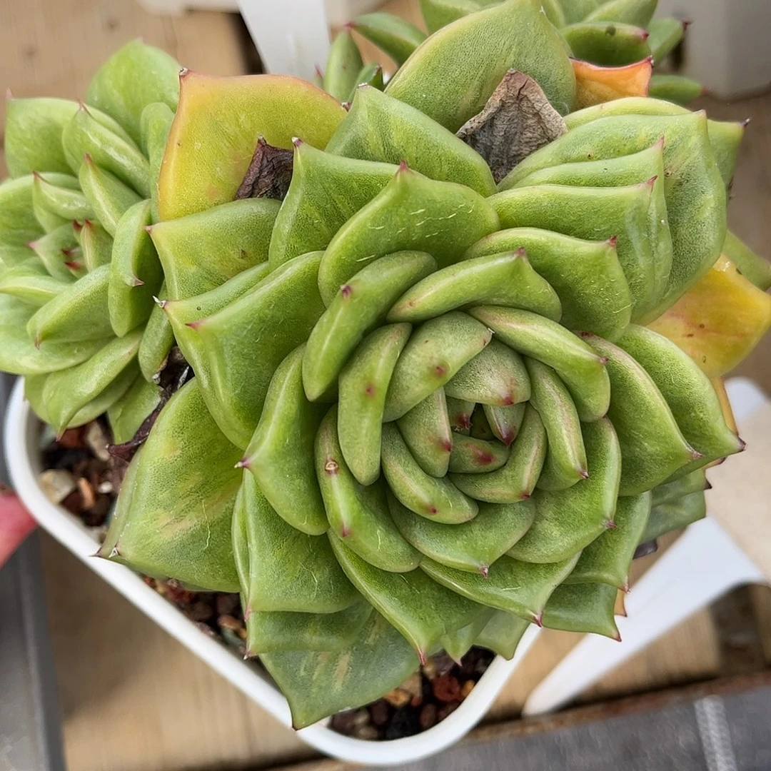 多肉植物3610 一定要拍个冷链哦