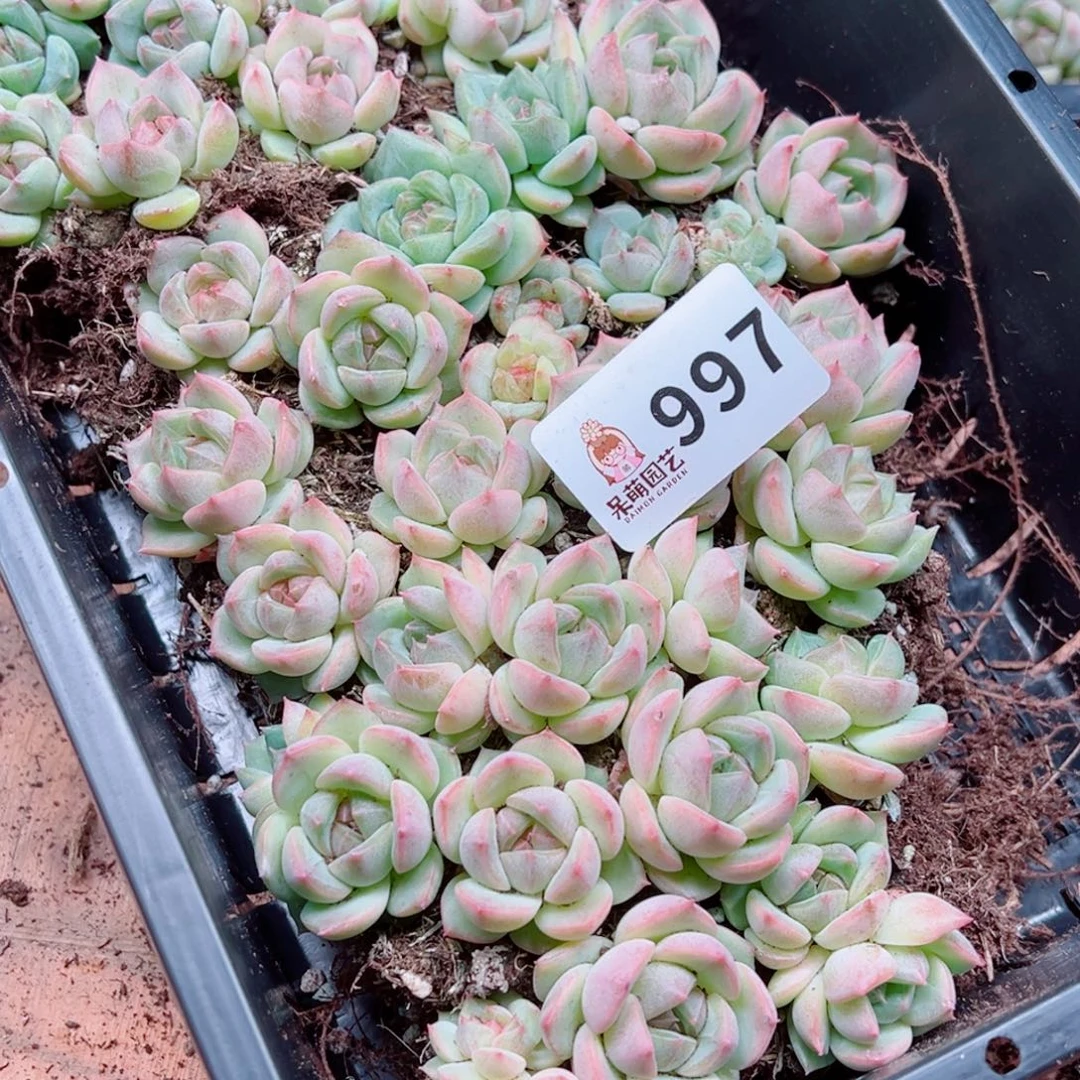 好****多肉植物多肉植物