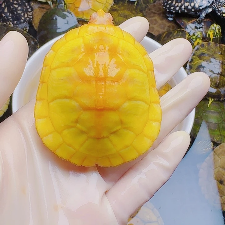 ****绿毛龟母22222222222