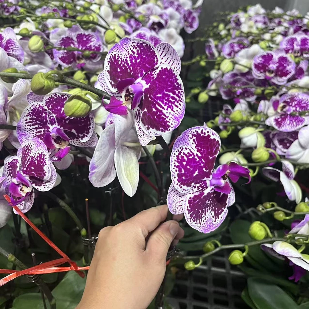 蝴蝶兰【一帘幽梦】大花垂感带花 室内花花  广州花卉源头基地