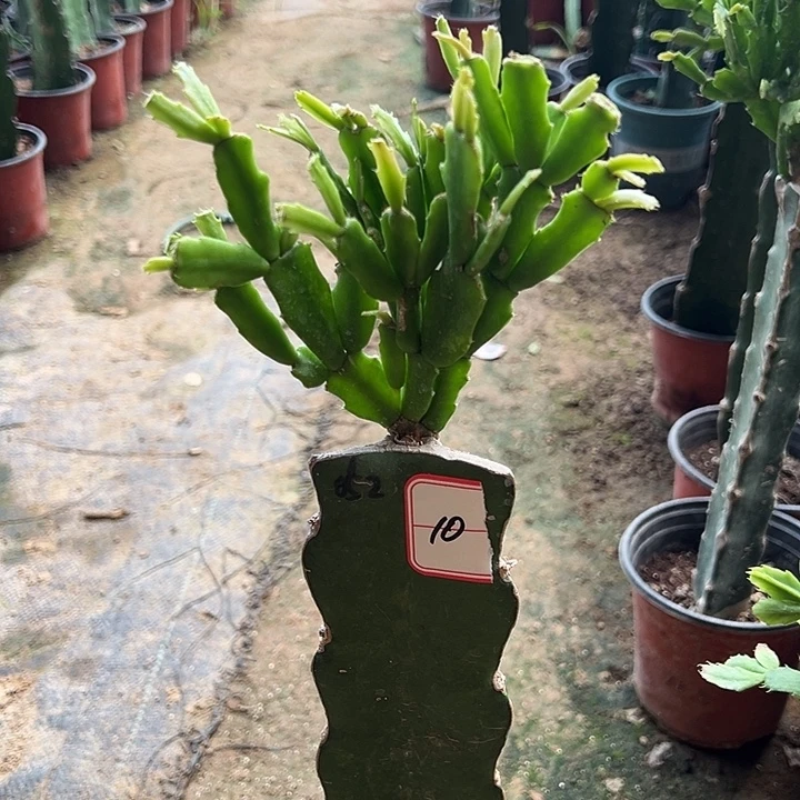当前无花栽培后可以开花052   10