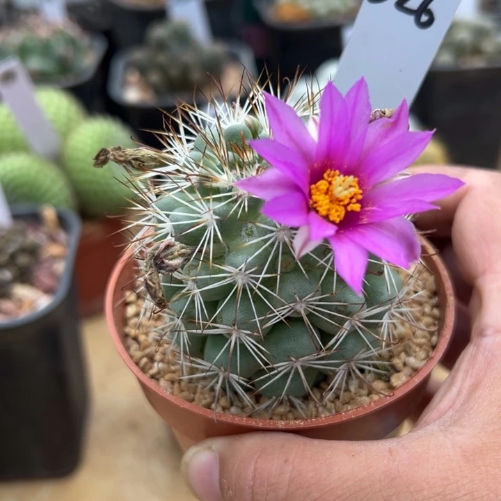 326号实生蓬莱宫大单头7方盆