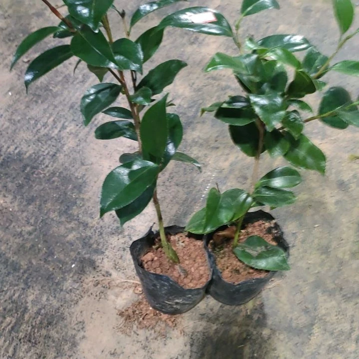 69笼火珠,70帕克雷欧